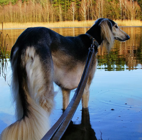 Gharib Sadaf al Firdous Saluki