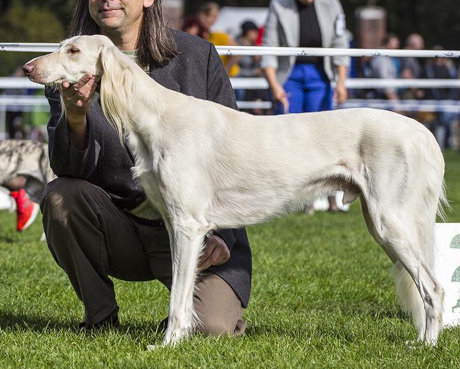 Ra Al Dżeseret Saluki