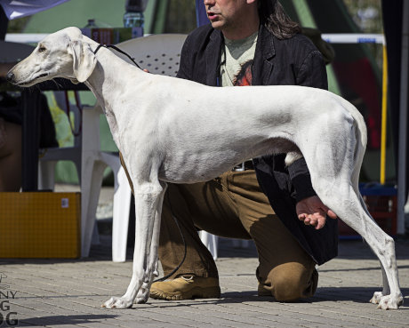 Rahim Al Dżeseret Saluki