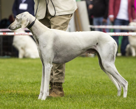 Ra Al Dżeseret Saluki
