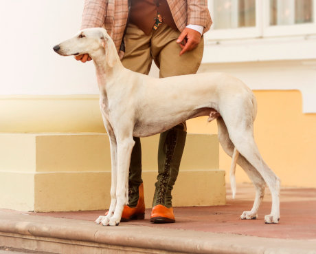 Ra Al Dżeseret Saluki