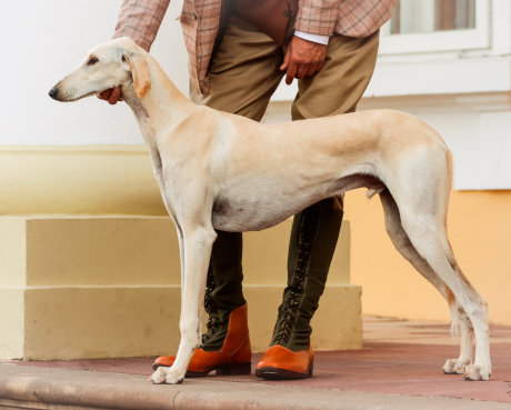 Rahim Al Dżeseret Saluki
