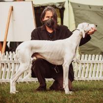 saluki chart Rahim