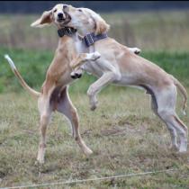 Radzewice coursing małe saluki Karoliny 