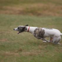 Whippet w pościgu