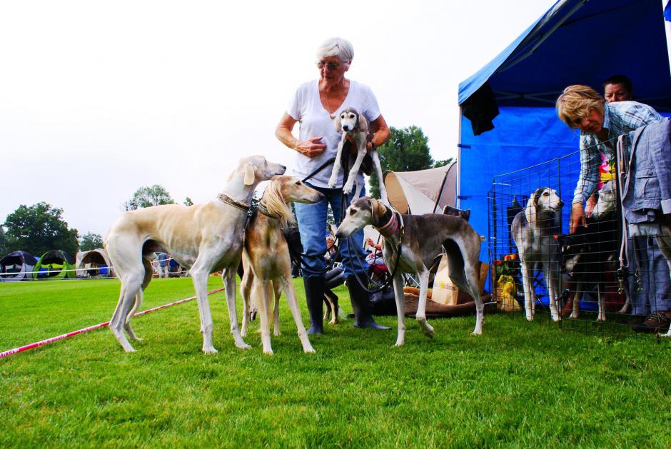 Schera Chuat with her Salukis