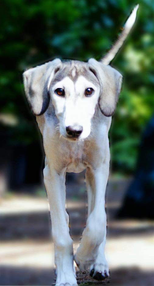 Ghunya as a pupy first days in new home