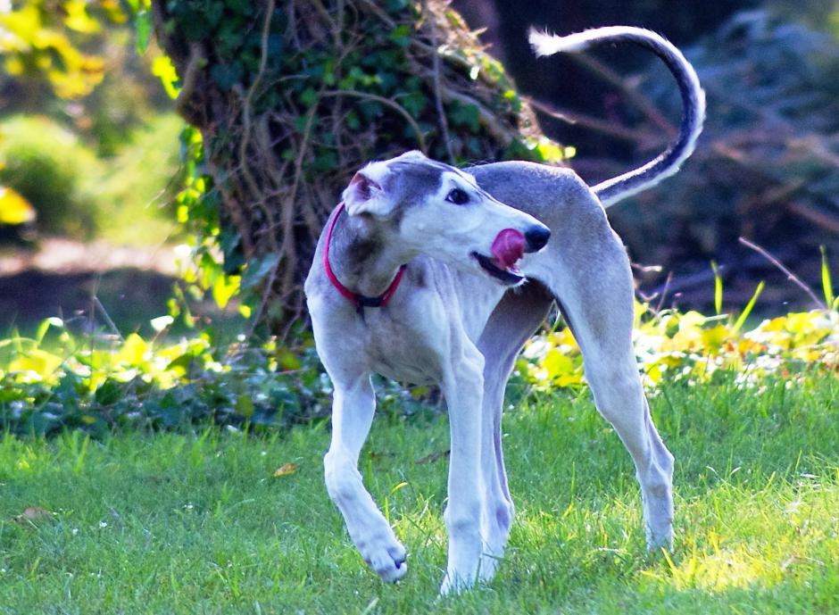 Ghunya as a youngster in our garden