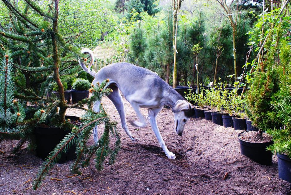 Ghunya as a youngster in our garden