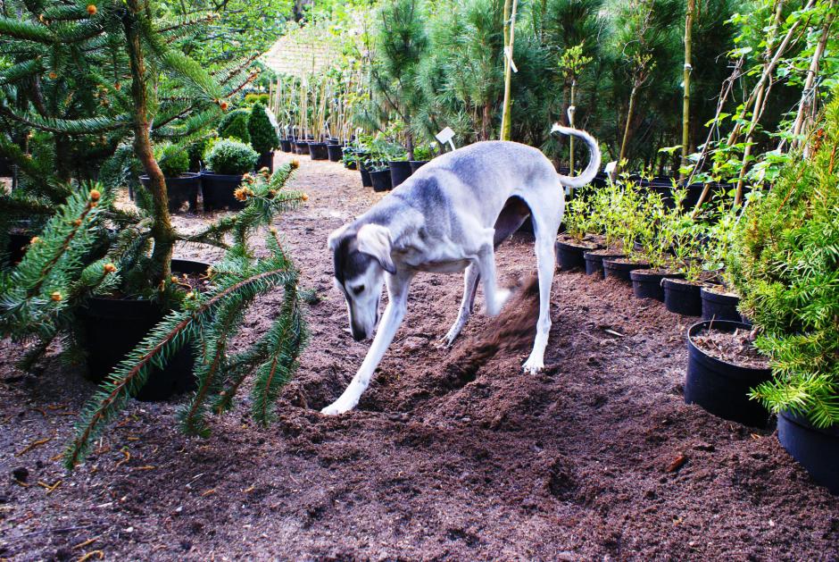 Ghunya as a youngster in our garden