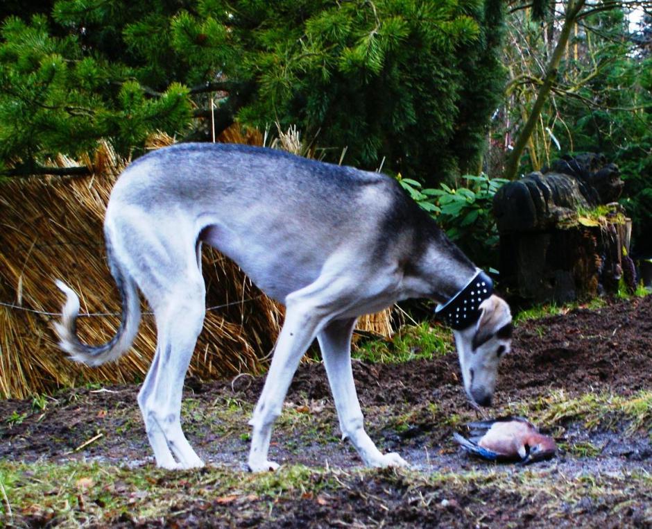 Ghunya as a youngster in our garden