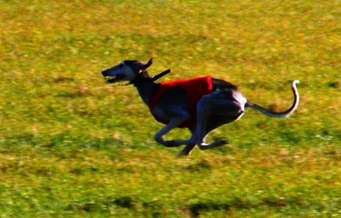 Ghunya running a coursing