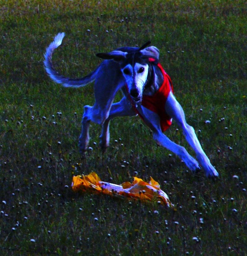 Ghunya running a coursing